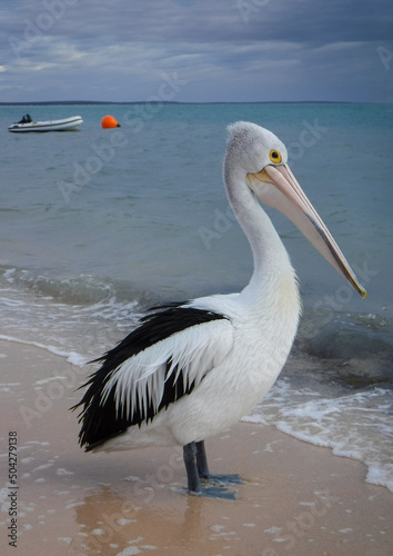 Aussie Pelican Wading at Seashore