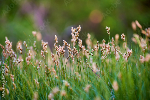 Close-up of blossoming sedge (Carex) with white pollen. Flowering grass plant, green natural background photo