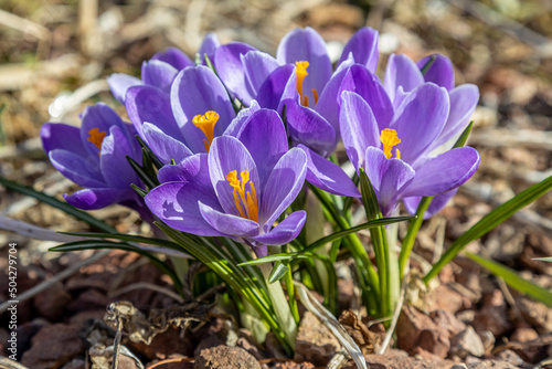 Crocus