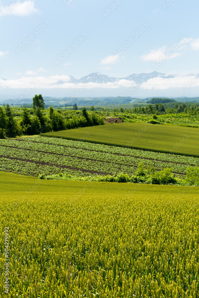 Naklejka premium 丘陵地帯の緑のムギ畑 