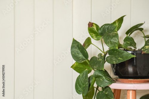 Indoor plant on pink stool. White wall provides copy space.