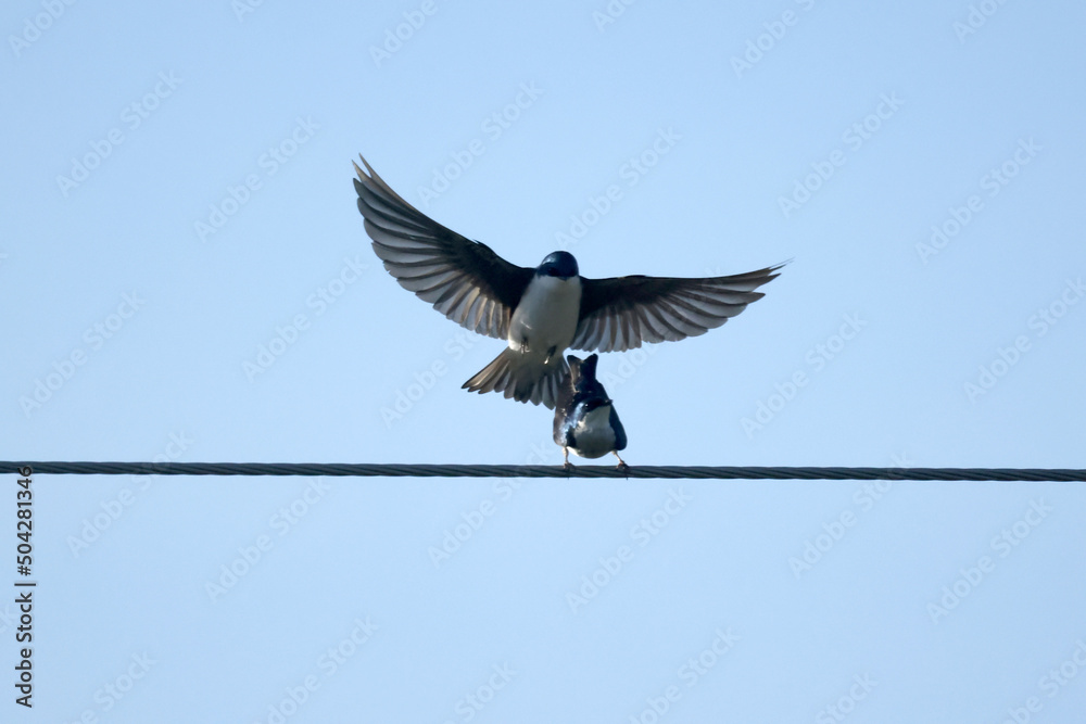 Obraz premium Tree Swallows mating on wire and flying fast out of the nesting box on bright summer day