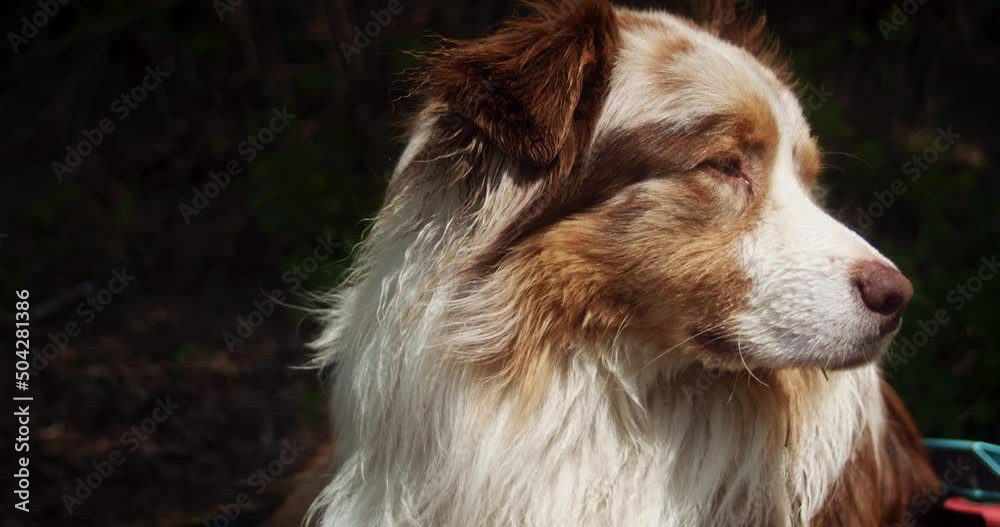 Portrait of Australian Shepherd Red Merle Portrait of Australian Shepherd Red Merle