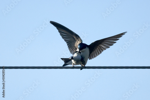 Tree Swallows mating on wire and flying fast out of the nesting box on bright summer day