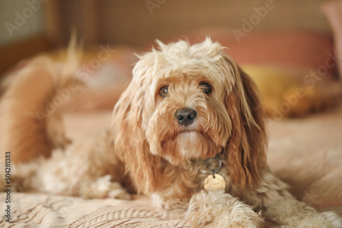 Young Cavoodle toy poodle dog lying on bed photo