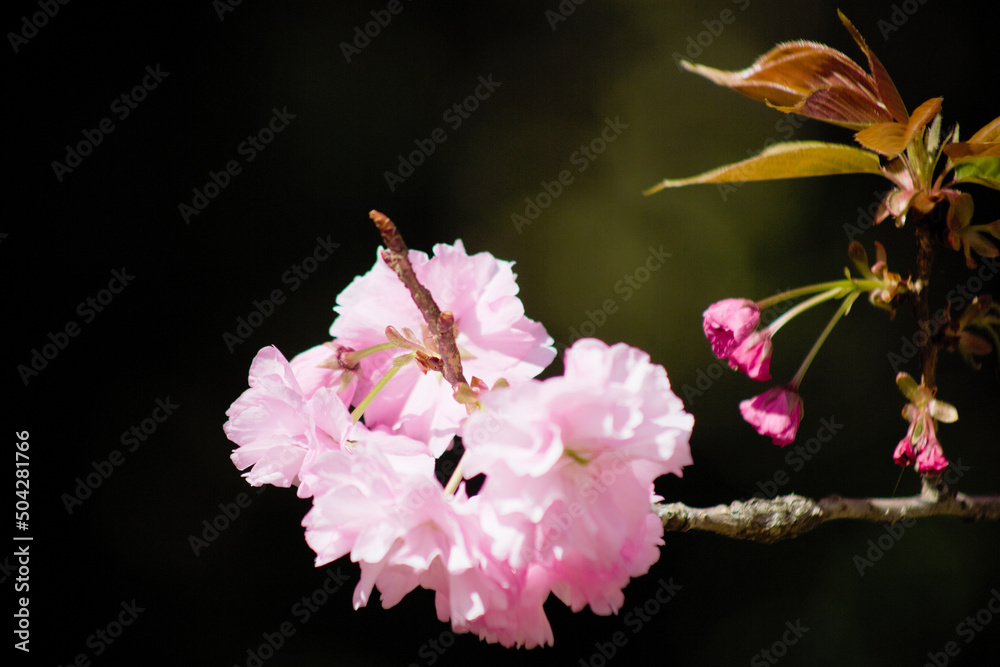 Obraz premium 八重桜のクローズアップ 