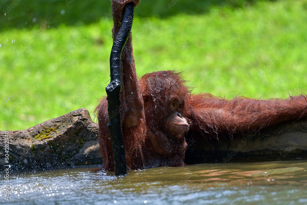 Baby orangutan playing with in the water
