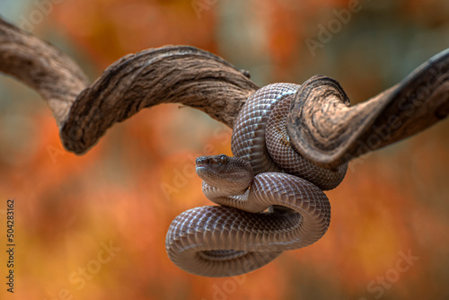 Mangrove pit viper coiled around a tree branch