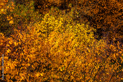 beautiful autumn nature with falling foliage in mid-autumn