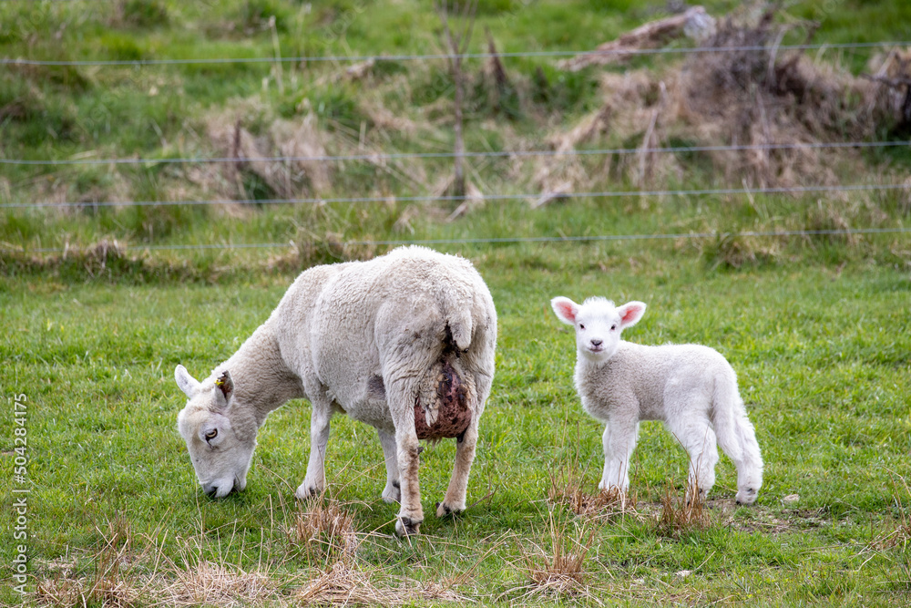 Fototapeta premium Sheep and Lamb grazing in farm paddock, South Island New Zealand