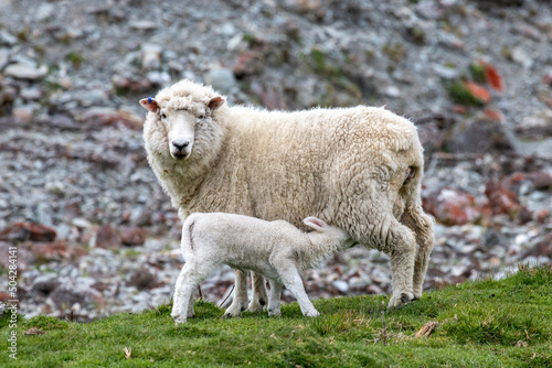 Female sheep feeding lamb in a New Zealand field
