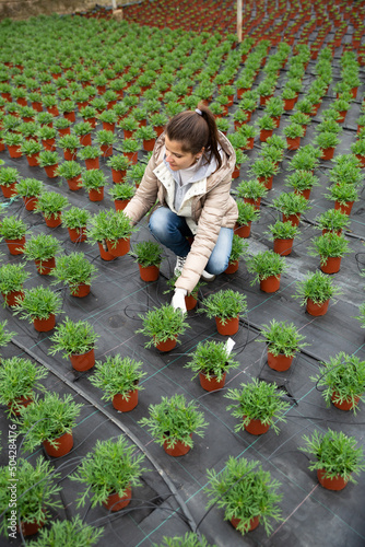 Female florist cultivating Argyranthemum percussion in greenhouse. High quality photo