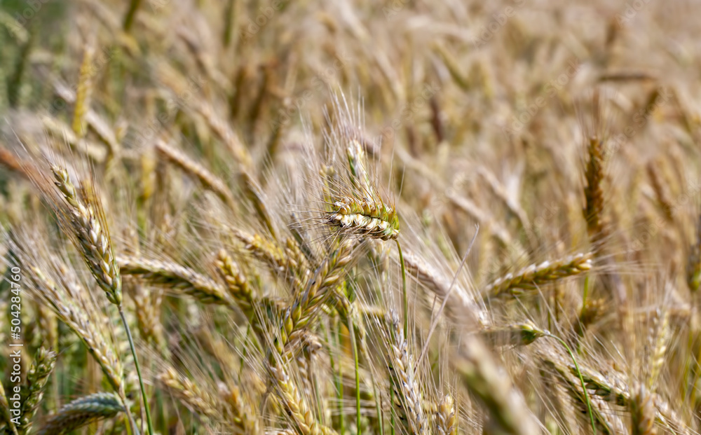 green yellow wheat cereals before harvest green yellow wheat cereals before harvest