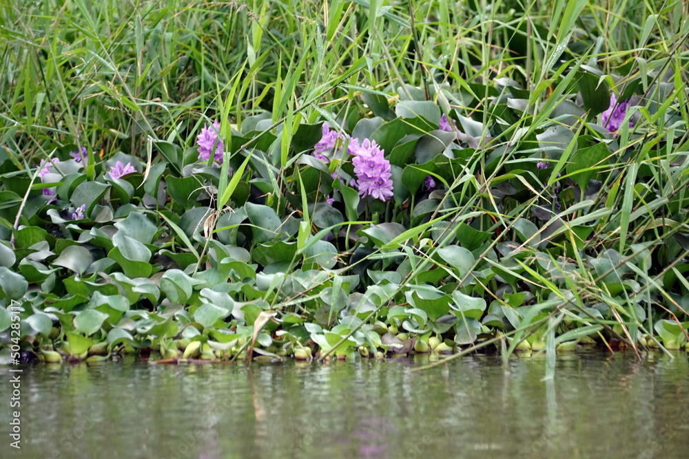 Plant with purple flowers growing in the wetland outside of San Lorenzo, Ecuador Plant with purple flowers growing in the wetland outside of San Lorenzo, Ecuador