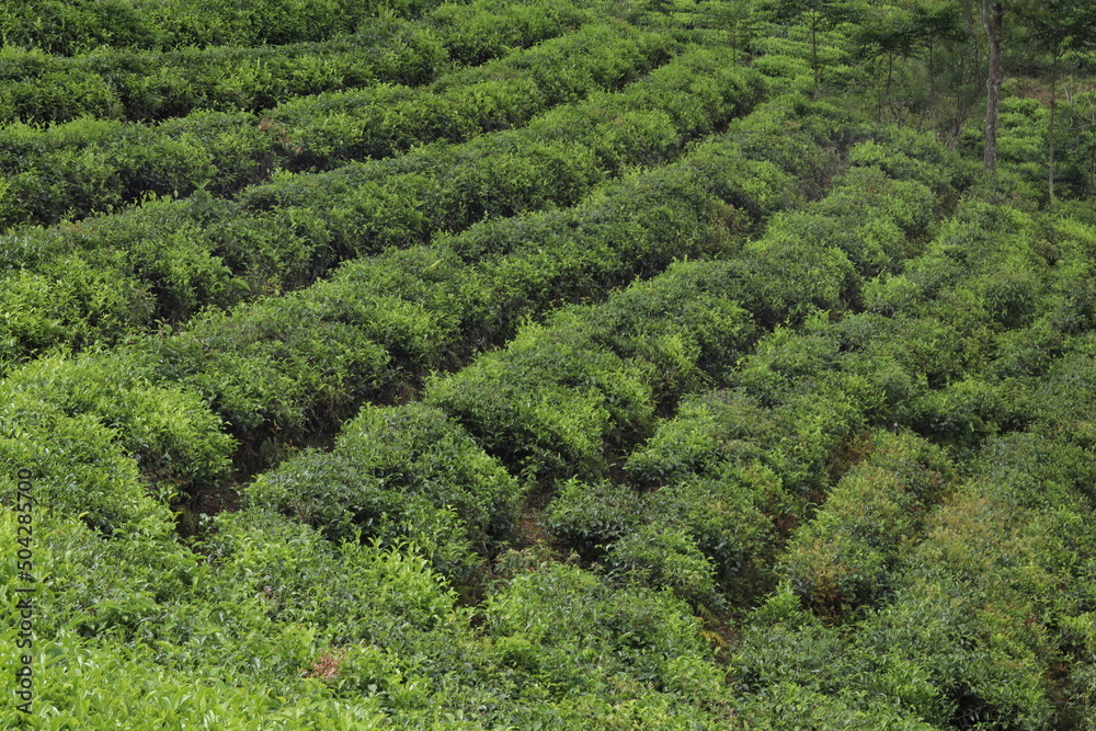 neat fresh green tea plantations. Commemorating World Tea Day