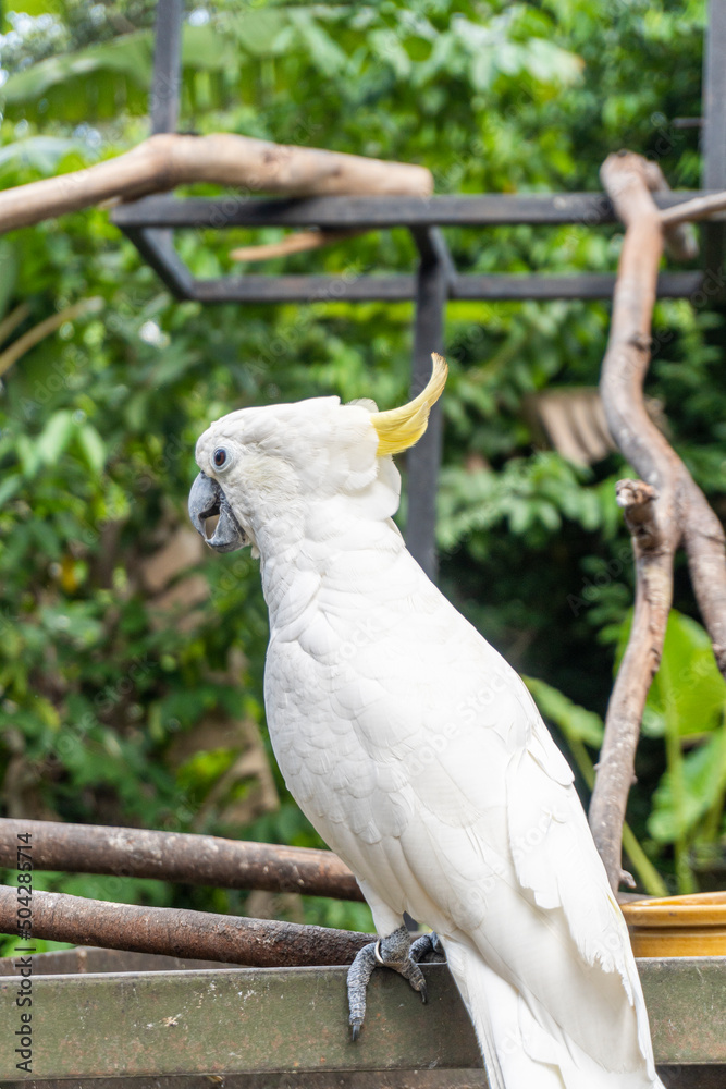 A white cockatoo in the outdoor. Picture taken at the Malacca Zoo, Malacca, Malaysia. A white cockatoo in the outdoor. Picture taken at the Malacca Zoo, Malacca, Malaysia.