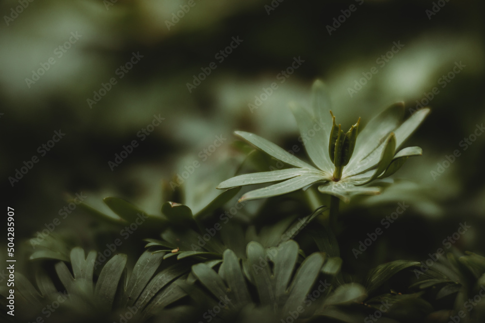 close up of a plant