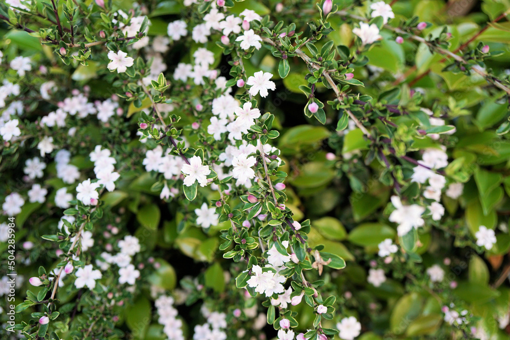 Obraz premium ハクチョウゲ