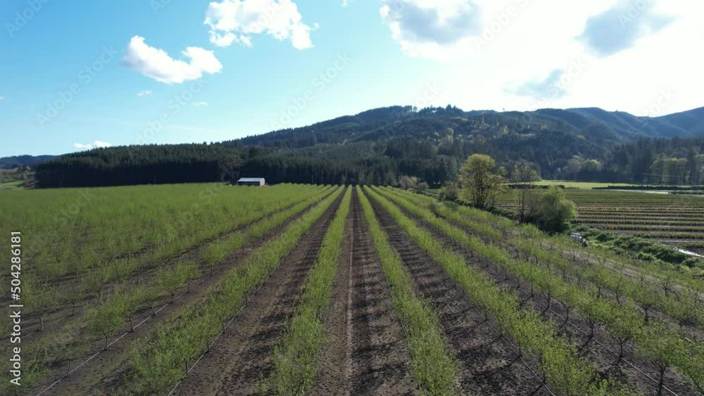 Orchard Orchard