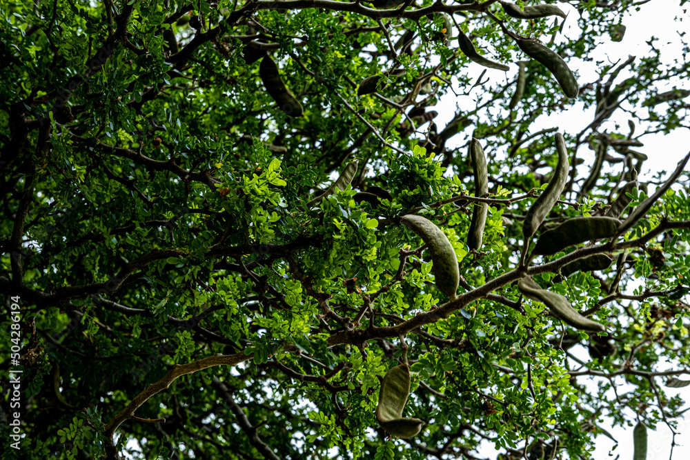 Fototapeta premium tree branches