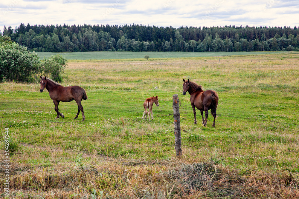 a domestic horse while grazing in a field with green grass a domestic horse while grazing in a field with green grass