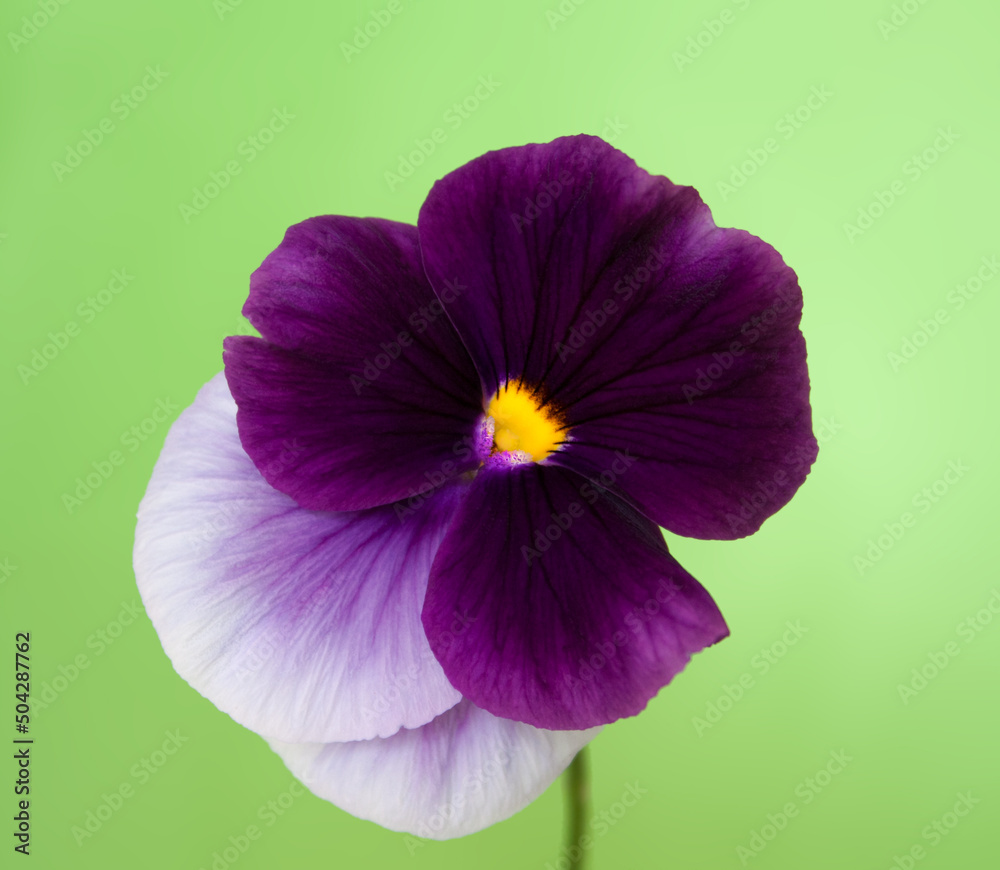 Violet-pink flower of a large-flowered garden pansy. Single flower on a green background, on a stem.