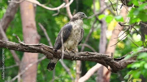 Oriental honey buzzard bird on a tree branch on nature background. Hawk. Animals.

 photo