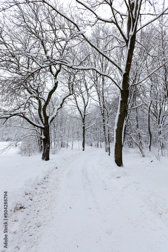 deciduous trees covered with snow in winter deciduous trees covered with snow in winter