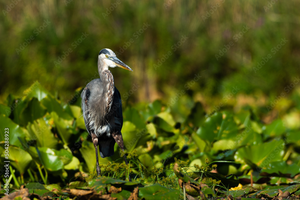 Fototapeta premium A great blue heron, Ardea herodias, slowly walks thru lily pads looking for a meal at Mill Pond near Plymouth, Indiana