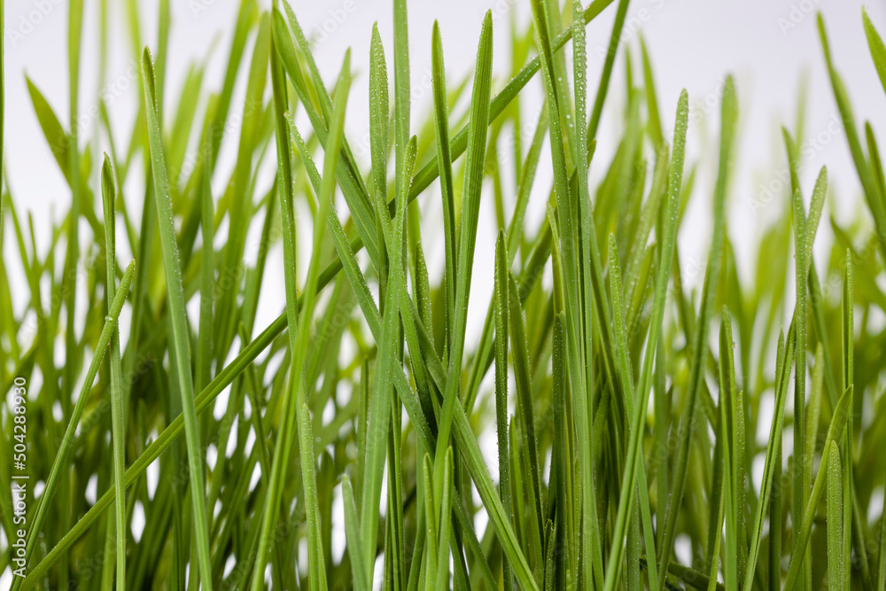 young sprouted wheat in the agricultural field young sprouted wheat in the agricultural field