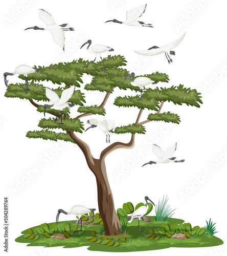 Isolated tree with Australian white ibis group