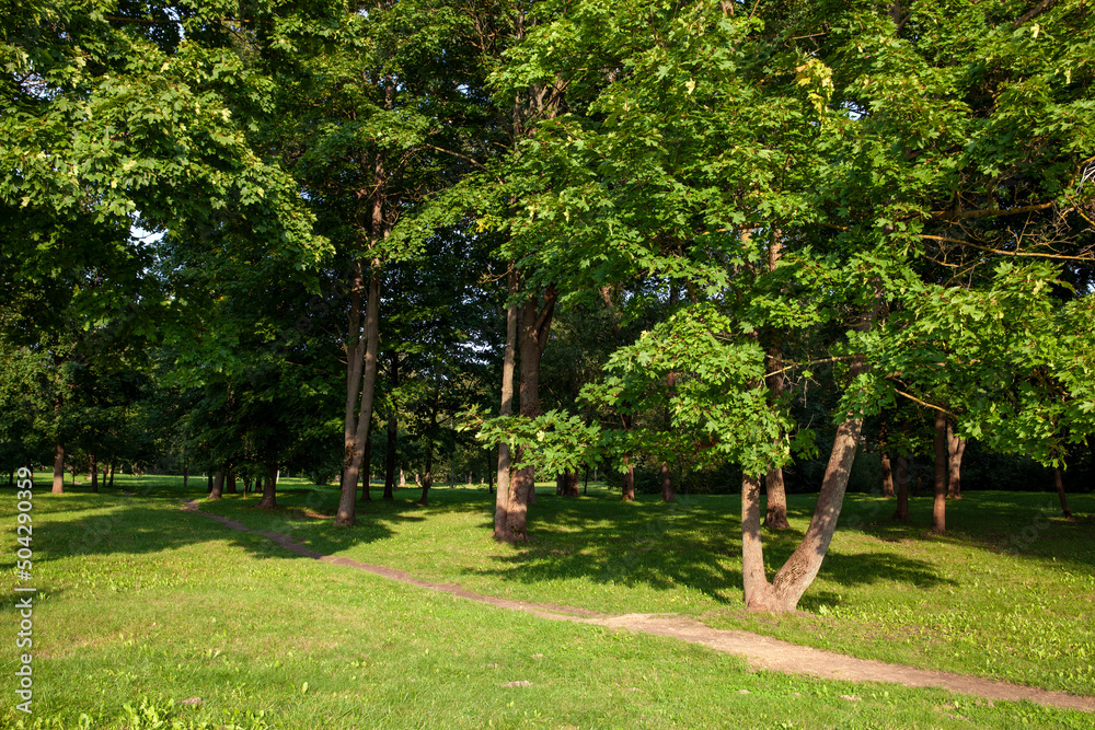 deciduous trees growing in the park in the summer