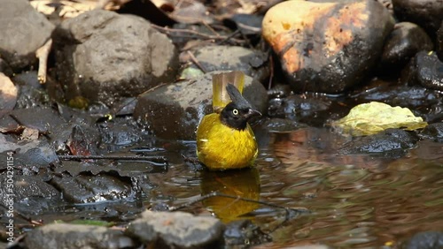 Black-capped Bulbul (Rubigula melanictera) playing in a small pond on nature background. Birds. Animals.