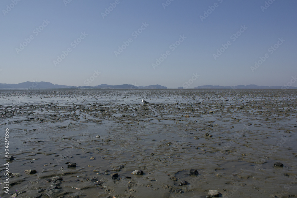 A seagull is sitting on the beach with a mudflat. A seagull is sitting on the beach with a mudflat.