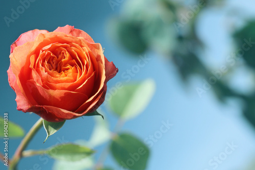 red rose on a green background