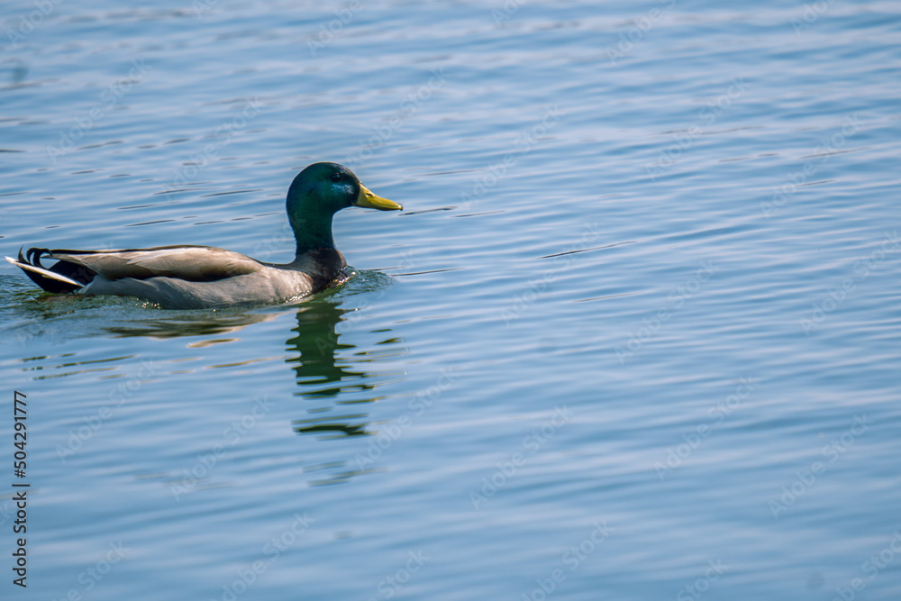 Ducks Ducks