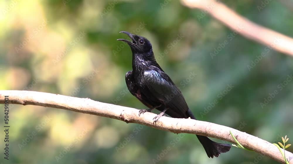 Hair crested drongo bird on a tree branch on nature background. Animals. Hair crested drongo bird on a tree branch on nature background. Animals.