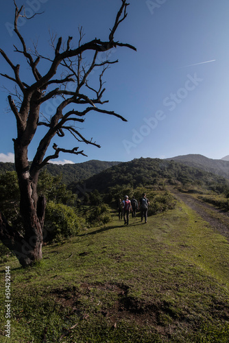 group of hikers walking next to a dead tree on a beautiful day in the mountains of Costa Rica. © Saintdags