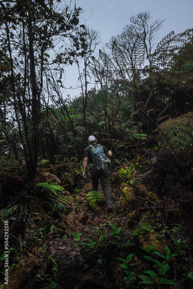 hiker man walking through tropical cloud forest bushes in winter time in the green mountains of Costa Rica