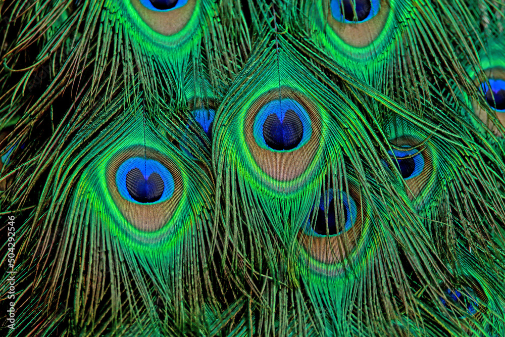 Fototapeta premium Detail of peacock feathers