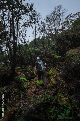 hiker man walking through tropical cloud forest bushes in winter time in the green mountains of Costa Rica