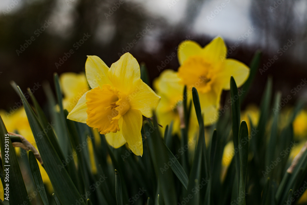Obraz premium daffodils in spring