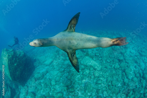 California sea lion アシカ © nobuhiko