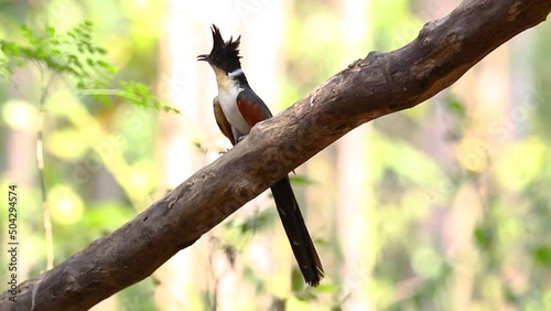 Chestnut winged cuckoo on a tree branch on nature background. Bird. Animals.
