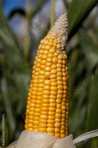 yellow ripe corn fruits in summer