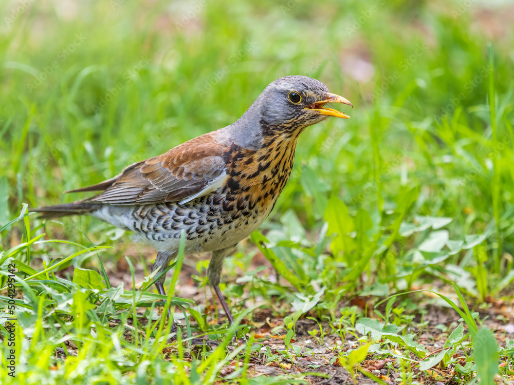 Wood bird Fieldfare, Turdus pilaris, on a sprng lawn. Wood bird Fieldfare, Turdus pilaris, on a sprng lawn.