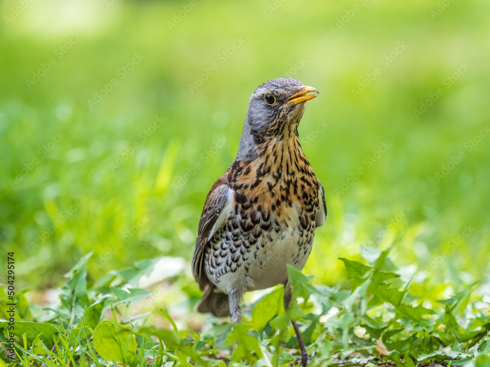 Wood bird Fieldfare, Turdus pilaris, on a sprng lawn. Wood bird Fieldfare, Turdus pilaris, on a sprng lawn.