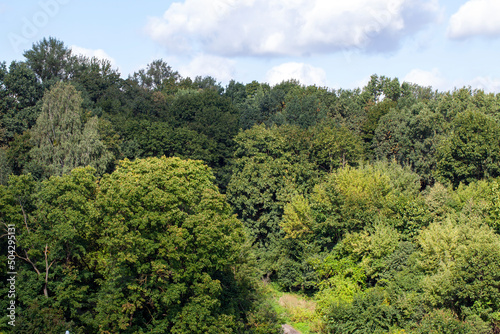 deciduous trees growing in the park in the summer © rsooll