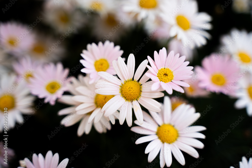 Ohama chrysanthemum pink white closeup Ohama chrysanthemum pink white closeup