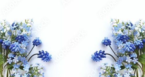 Fototapeta Naklejka Na Ścianę i Meble -  Delicate blue forest flowers of the Boraginaceae family. Blue flowers on a white background.
